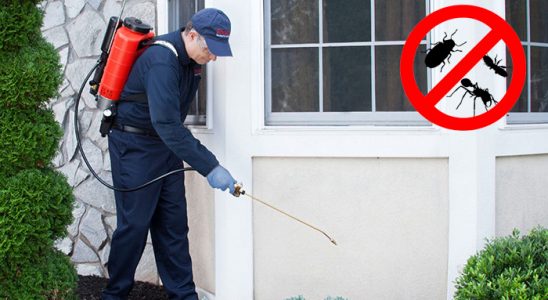 Zonguldak Kemirgen İlaçlama böcek ilaçlama ve haşere kontrolü — ilaclama-tr.com